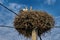 Young stork bird with its mother in a large nest