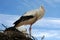 Young stork in his nest against blue sky