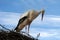 Young stork in his nest against blue sky