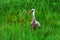 Young stork hunts in the meadow