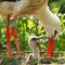 Young stork on it\'s nest