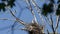 A young stork sits in a nest on top of a tree.