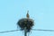 A young stork stands in a large nest against a background of blue sky. A large stork nest on a concrete power pole. The stork is a