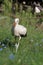 Young stork surrounded by cornflowers