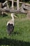 Young stork surrounded by grass looking at the camera