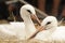 Young Storks Relaxing In Nest