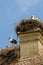 Young storks in their nests on the top of a roof