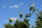 Young storks in the treetops