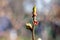 Young straight thin twig of cherry tree ready to bloom