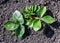 A young strawberry bush on plowed land