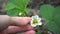 Young strawberry bush with white flower, female hand touch it and show