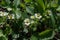 Young strawberry bushes blooming in small white flowers in an outdoor garden