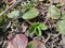 Young strawberry leaves grow in early spring. A young strawberry rosette in early spring.