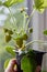 Young strawberry plant growing indoors on a windowsill and a caring hand