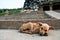 Young stray dog sleeping