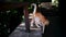 Young street red and white striped cat walks on railing and then jumps on sidewalk.