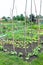Young string bean plants and other vegetables on a patch