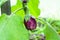 Young striped eggplant in the greenhouse