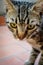 Young striped gray domestic cat portrait. Focus on cat eyes.