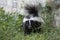 Young striped skunk Mephitis mephitis