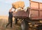 Young and strong farmer throw hay bales in a tractor trailer - b