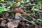 Young strong white mushroom among brown withered foliage