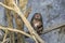 Young Stump-tailed Macaque, also called the Bear Macaque, near the tree