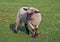 A young suffolk sheep