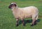 A young suffolk sheep