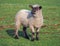 A young suffolk sheep