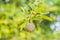 Young Sugar Apple or Custard Apple growing on tree in plant of t