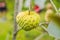 Young Sugar Apple or Custard Apple growing on tree in plant of t