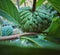 Young sugar apple trees in pots are starting to learn to bear fruit.ï¿¼