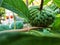 Young sugar apple trees in pots are starting to learn to bear fruit.ï¿¼