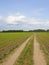Young sugar beet crops and farm track in springtime