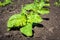 A young sugar beet plant on the field