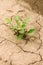 Young sugar beet plant in field