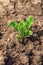 Young sugar beet plant in field