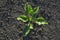 Young sugar beet plant in field.