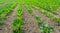 Young sugar beet plants in crumbled clay