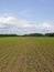 Young sugar beet plants in the English countryside