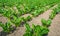 Young sugar beet plants in long lines