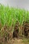 Young sugar cane plants