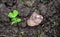 Young sugar snap pea growing in Missouri dirt