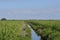 Young Sugarcane Canal
