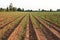 Young sugarcane field