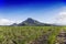 Young sugarcane plants against blue cloudy sky