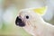 Young Sulphur Crested Cockatoo Close Up