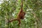 Young Sumatran orangutan Pongo abelii swinging from a tree in Gunung Leuser National Park, Sumatra, Indonesia