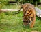 Young Sumatran Tiger Sniffing Wet Grass